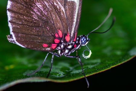 PAPILLON-16.jpg